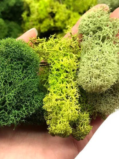 MOSS Preserved Reindeer MOSS Green Chartreuse Pale MIX Michaels moss-preserved-reindeer-moss-green-chartreuse-pale-mix-michaels