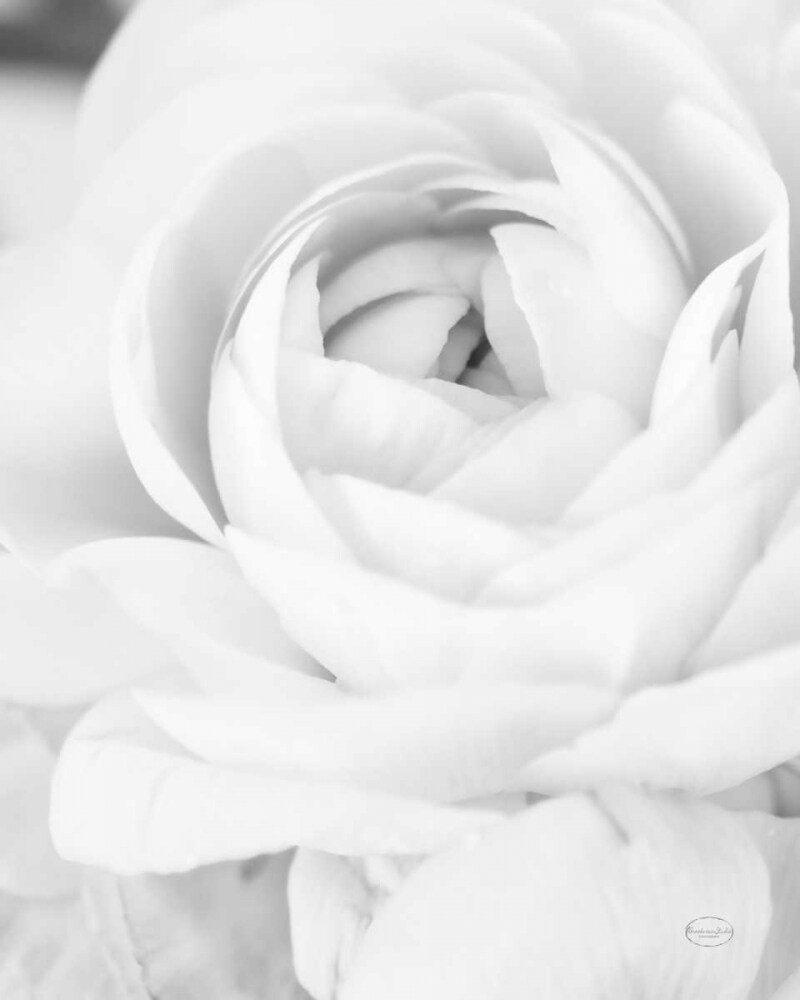 Black and White Petals III Poster Print by Brookview Studio - Item # VARPDX32564HR