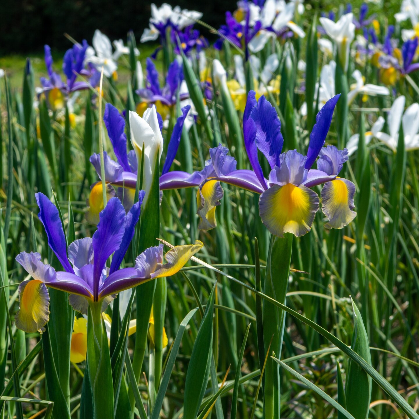 Touch Of ECO Mixed Dutch Diva Iris Flowers - 45 Bulbs - Beautiful Bright and Colorful Flowers Perfect for Gardens
