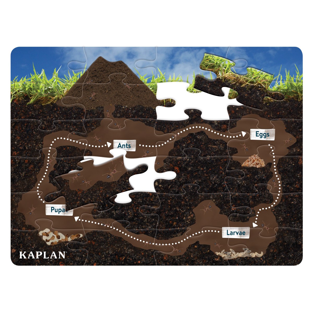 Kaplan Early Learning Company Life Cycle Floor Puzzle from Egg to Ant - 24 Pieces