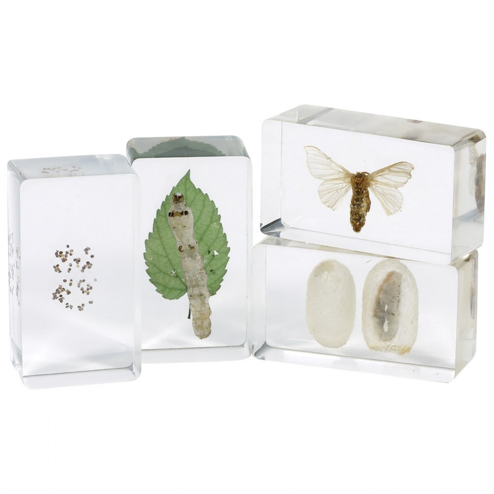 Kaplan Early Learning Company Life Cycles Moth Specimen Set - Set of 4
