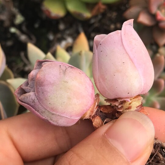 Rare Succulent - Aeonium Aurea ex El Hierro 'Pink Mountain Rose'  Greenovia(green in winter and pink in summer) | MakerPlace by Michaels