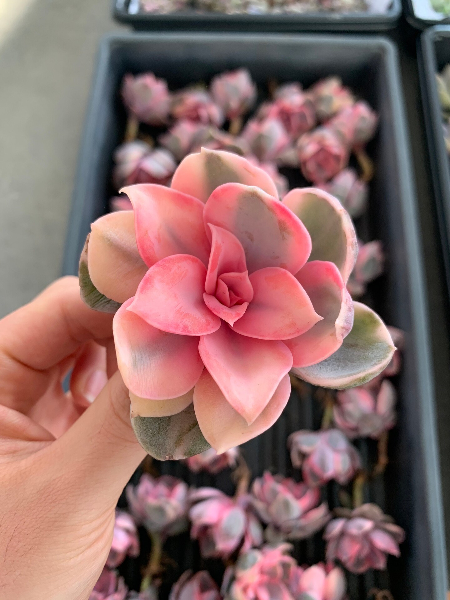 @Rabbit.Echeveria出品 多肉植物・サボテン販売～PICO庵～ / エケベリア属 ピンクスター