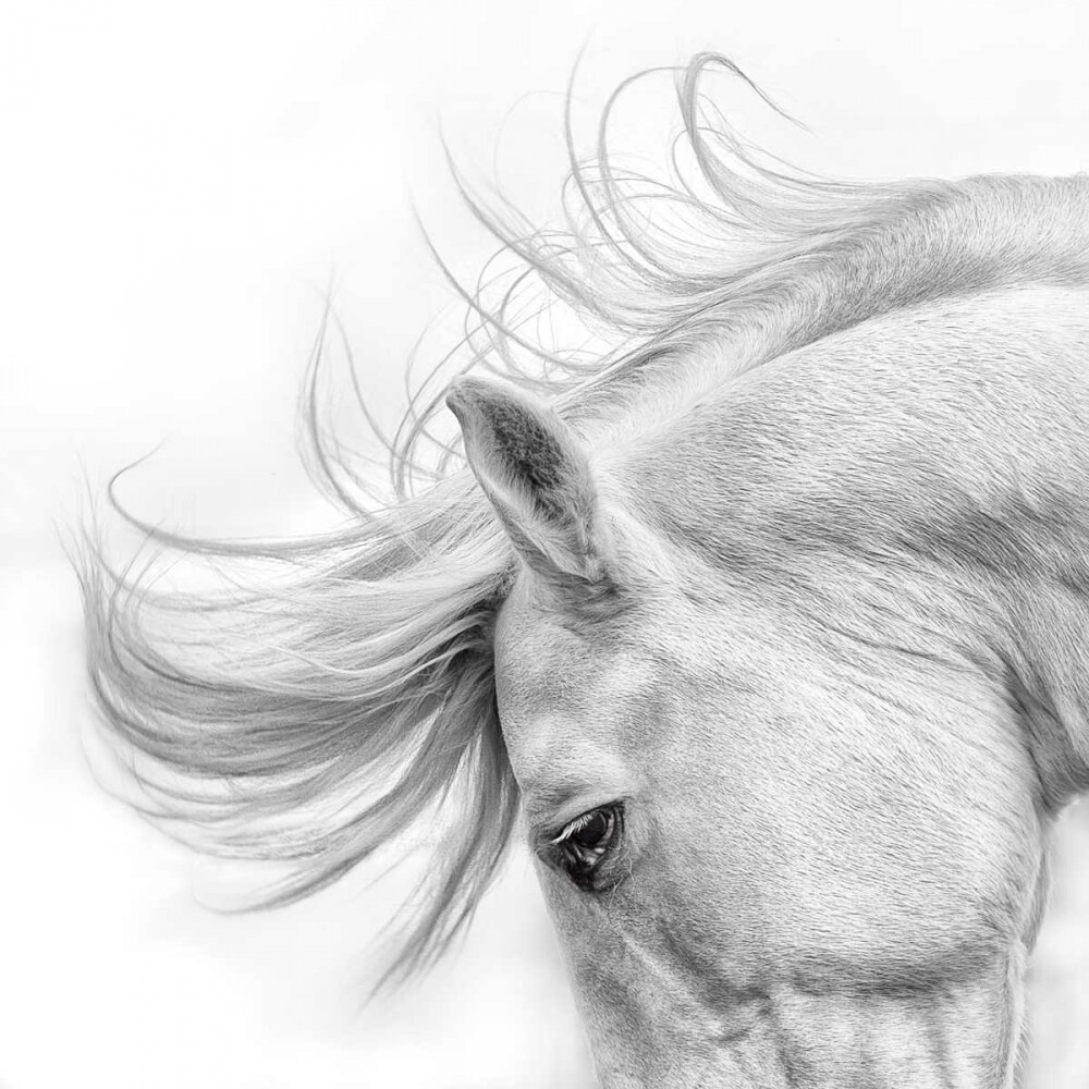 Flair Poster Print by Phyllis Burchett - Item # VARPDXPB106QQ
