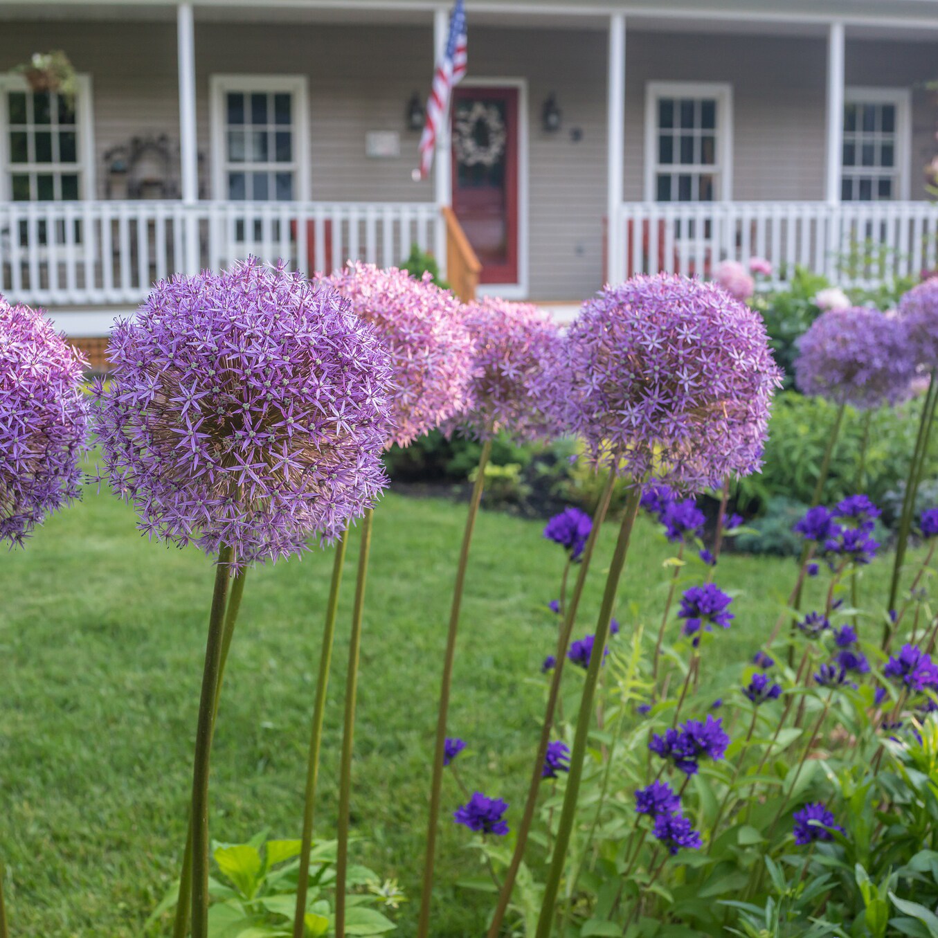 Gentle Giant Allium Flowers - 3 6 Or 9 Bulbs - Attracts Butterflies Bees And Hummingbirds
