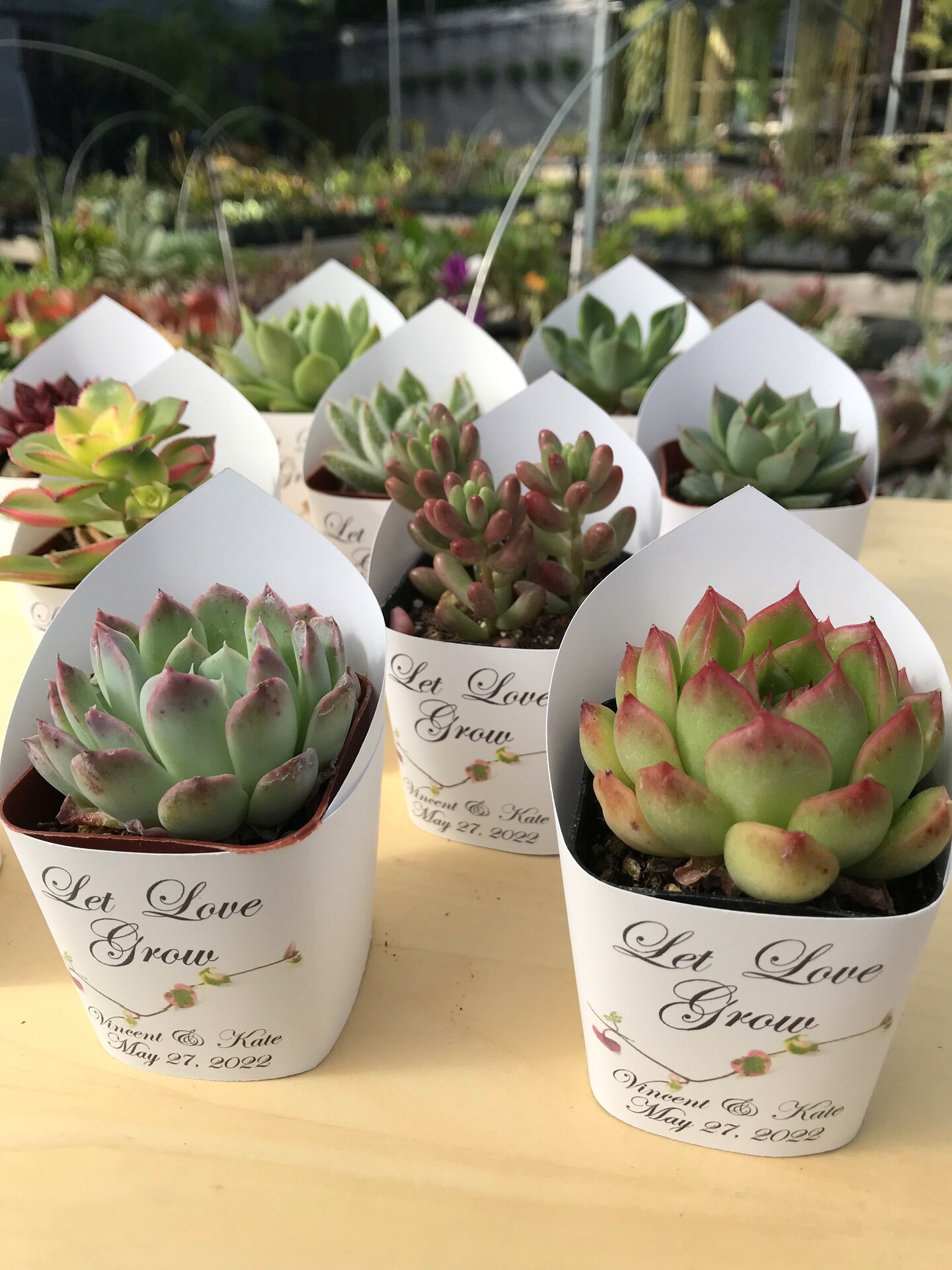 Premium White Succulent Wrappers for Wedding Favors as Thank You Gift - Pack of 10 - [Plants not included] product 5