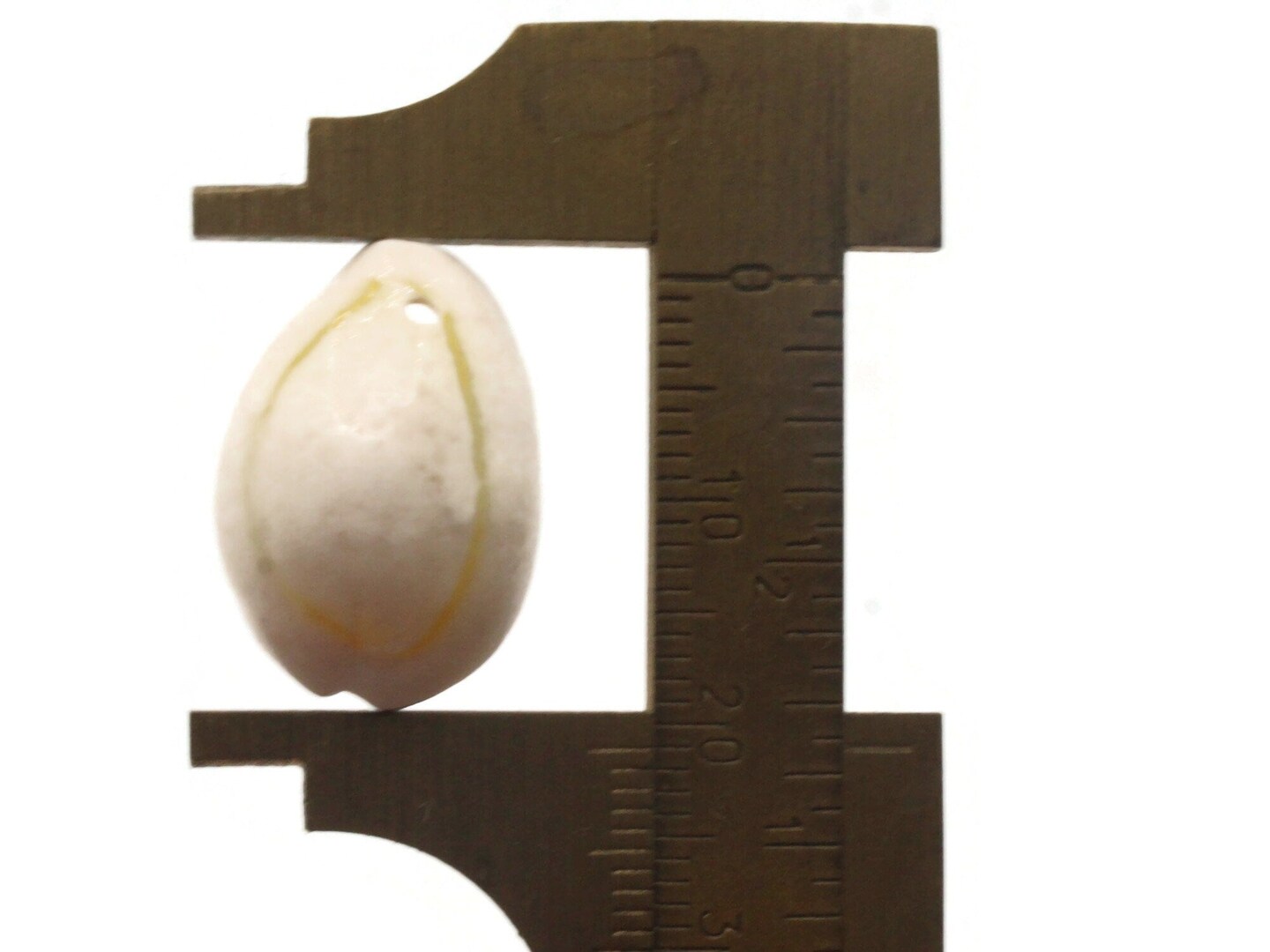20 20mm White Cowrie Natural Seashell Beads bF2