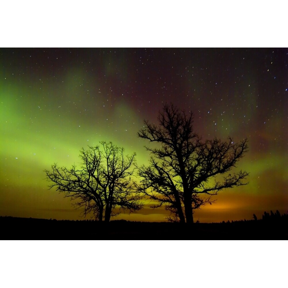 Silhouettes Of Bur Oak Trees And Northern Lights Birds Hill Provincial Park Manitoba Poster Print