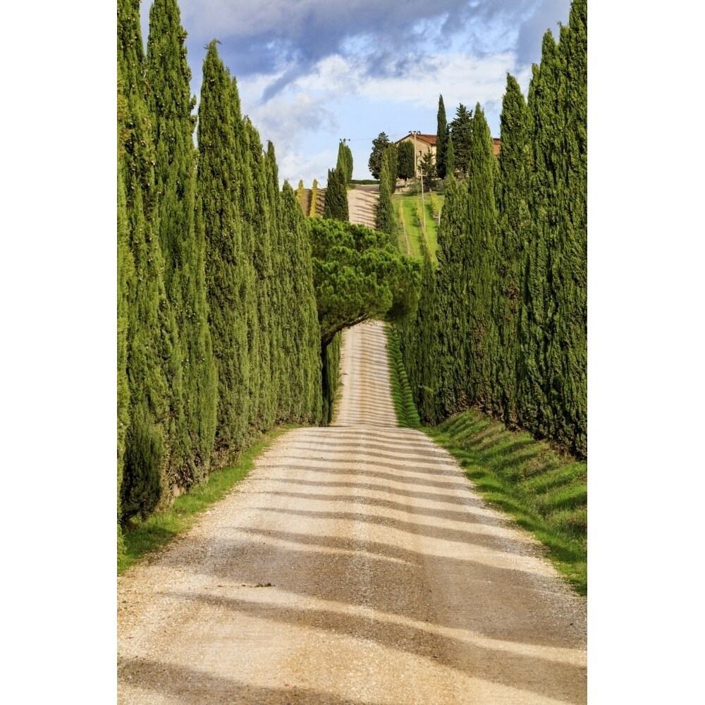 Italy Tuscany Hills And Cypress Trees. Poster Print By Emily Wilson