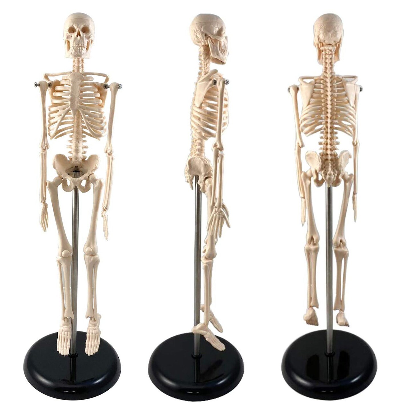 Human Skeleton Model with Key, 17&#x22;