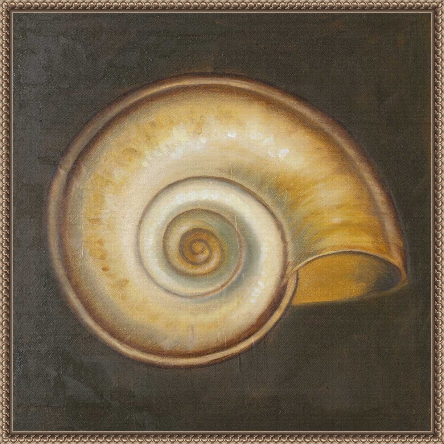 Seashell I by Patricia Pinto Framed Canvas Wall Art