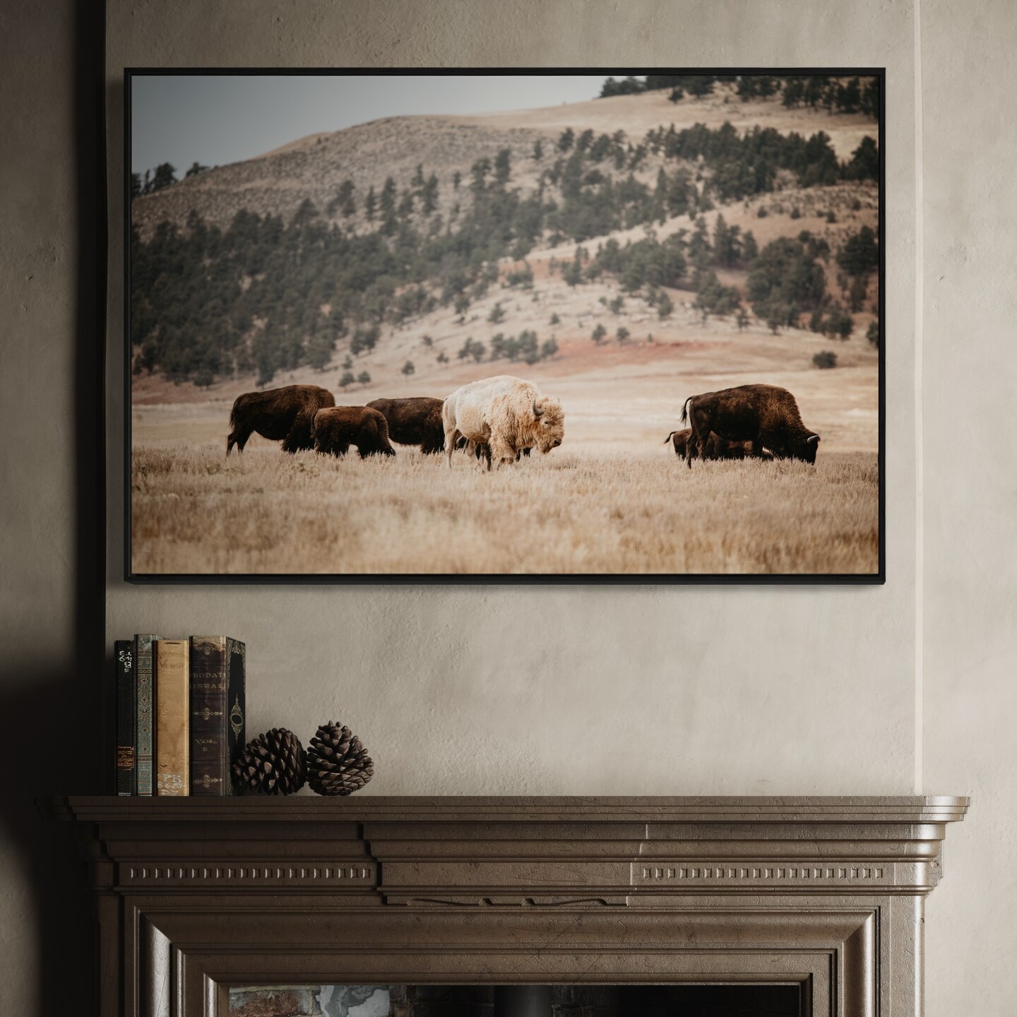 Bison print, modern white bison 2024 canvas print. White buffalo photo available with rustic barn wood or modern black frame