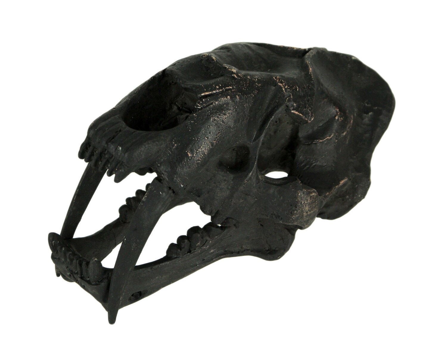 Black Saber Toothed Cat Skull Statue Small