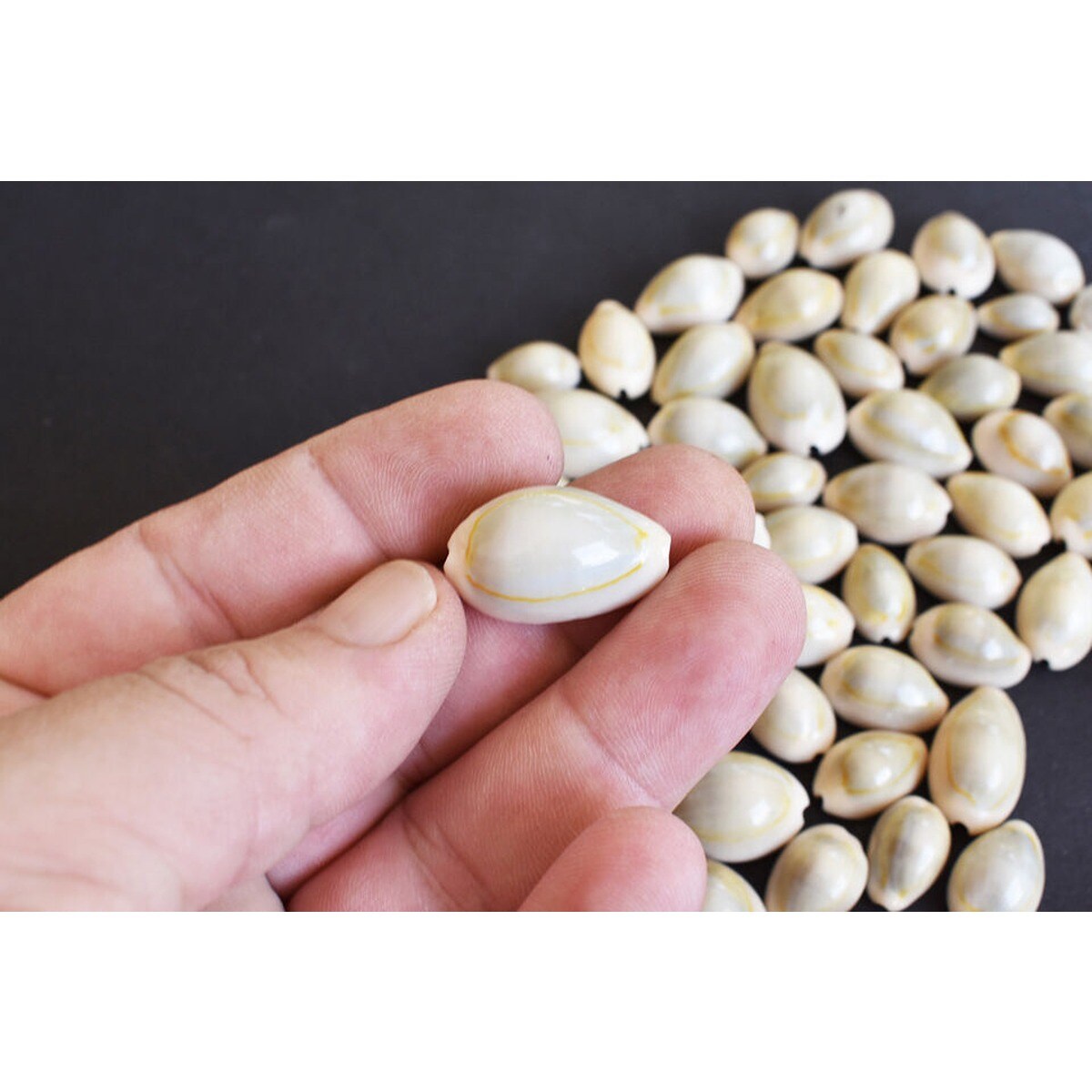 12-25mm Organized Cowrie Shells 100 pcs