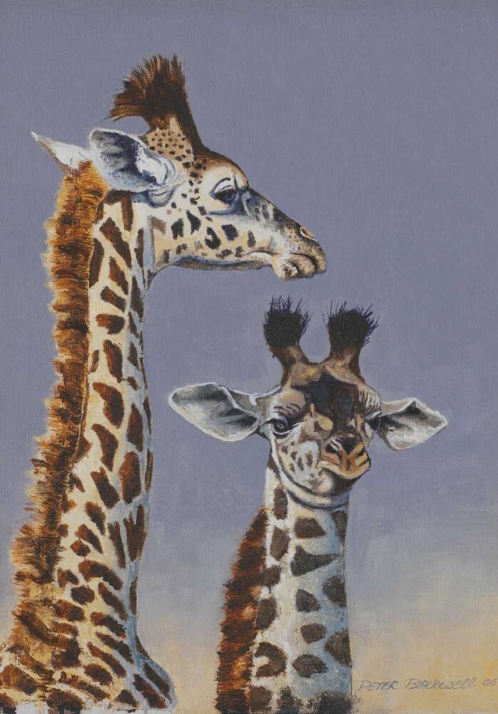 Two Young Giraffes Poster Print by Peter Blackwell - Item # VARPDX10476
