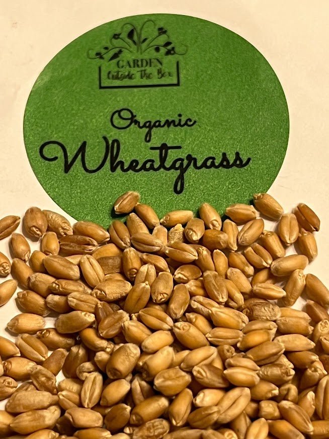 Cat Grass Organic Seed Kit - BEST Ever