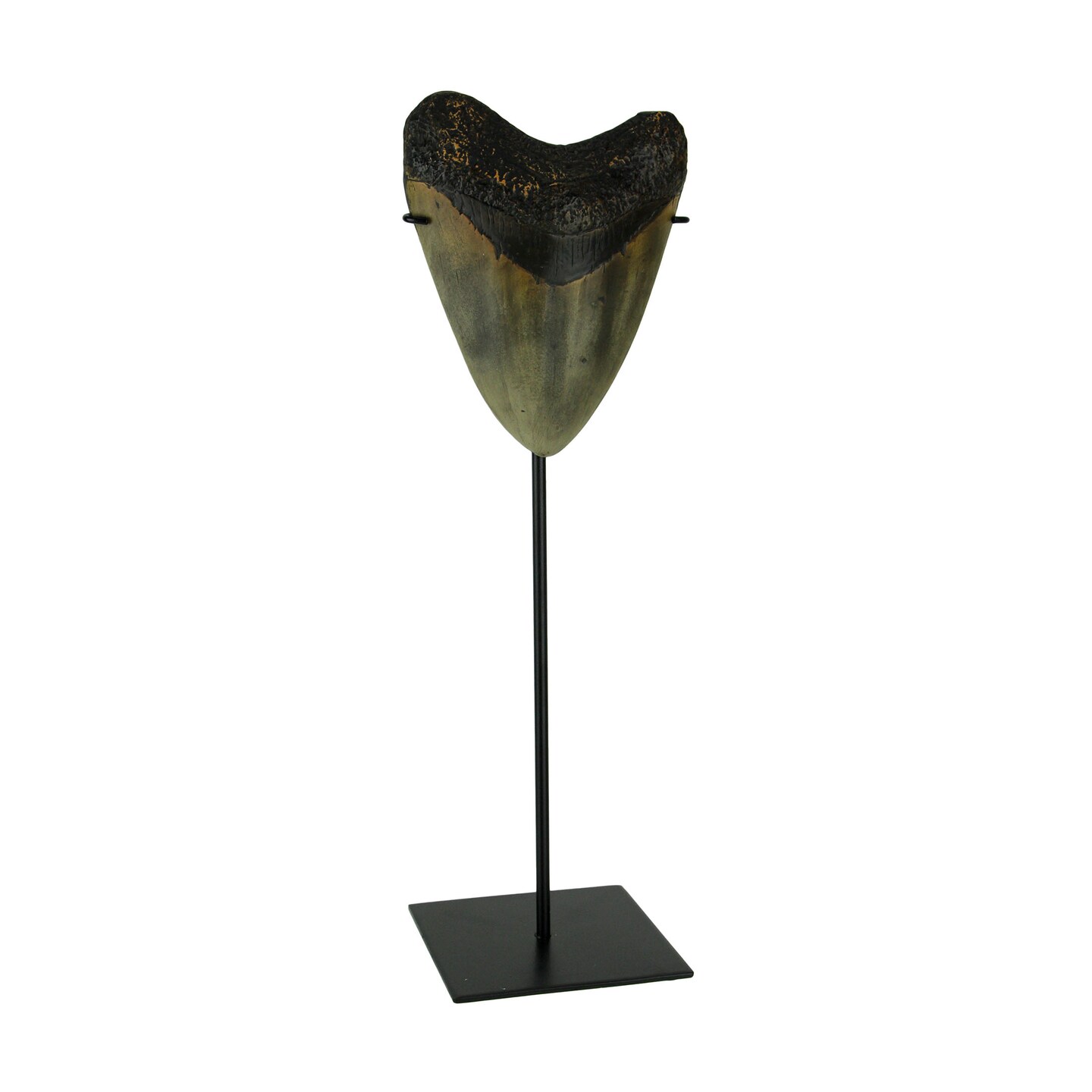 Mounted Giant Megalodon Shark Tooth Fossil Sculpture