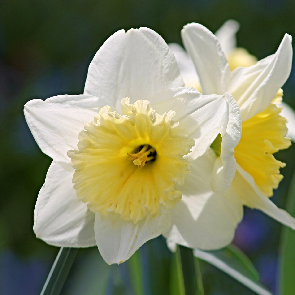White Lion Daffodil Flowers - 5 10 Or 20 Bulbs - Attracts Butterflies Bees And Hummingbirds