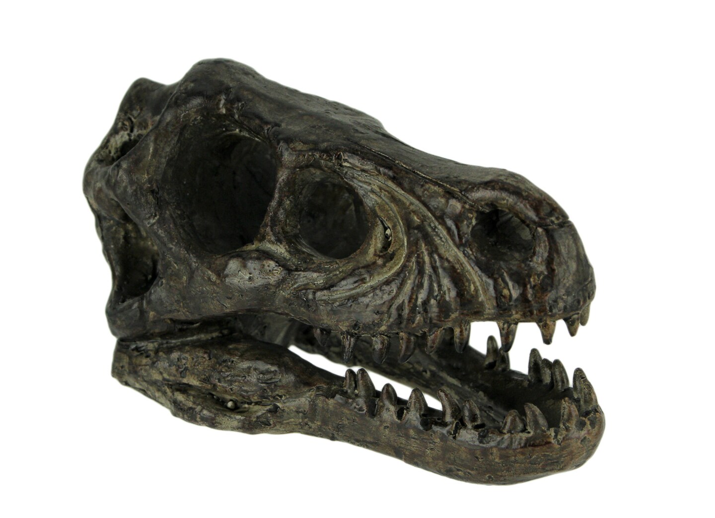 Velociraptor Dinosaur Head Fossil Statue Small