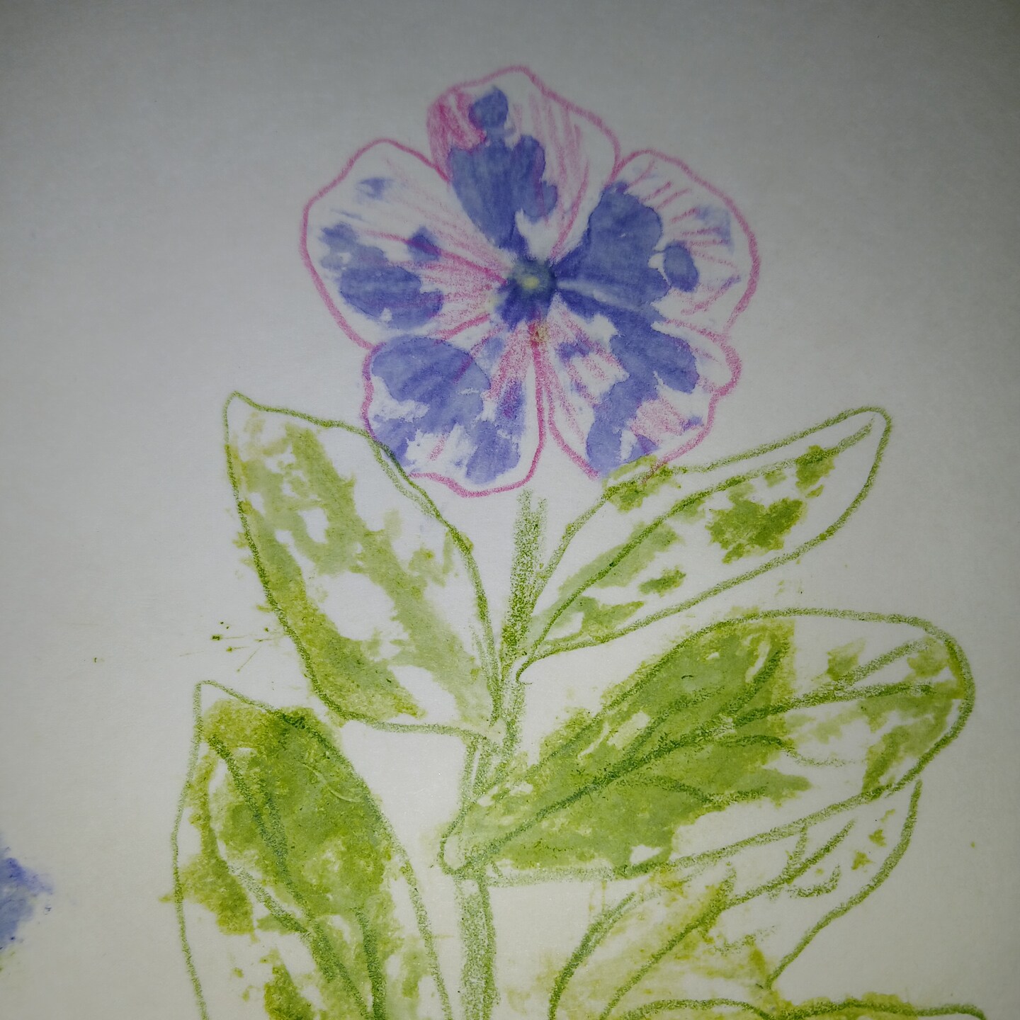 Pressed Flower Drawing for adults