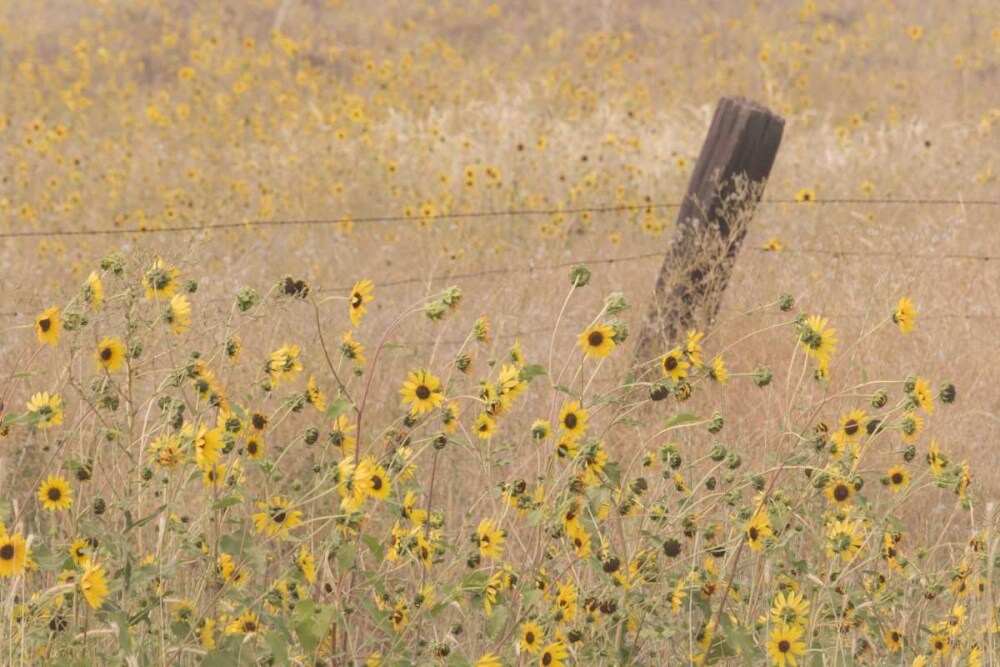 CA, Adin Barbed fence in field of sunflowers by Don Paulson - Item # VARPDXUS05BJA0637