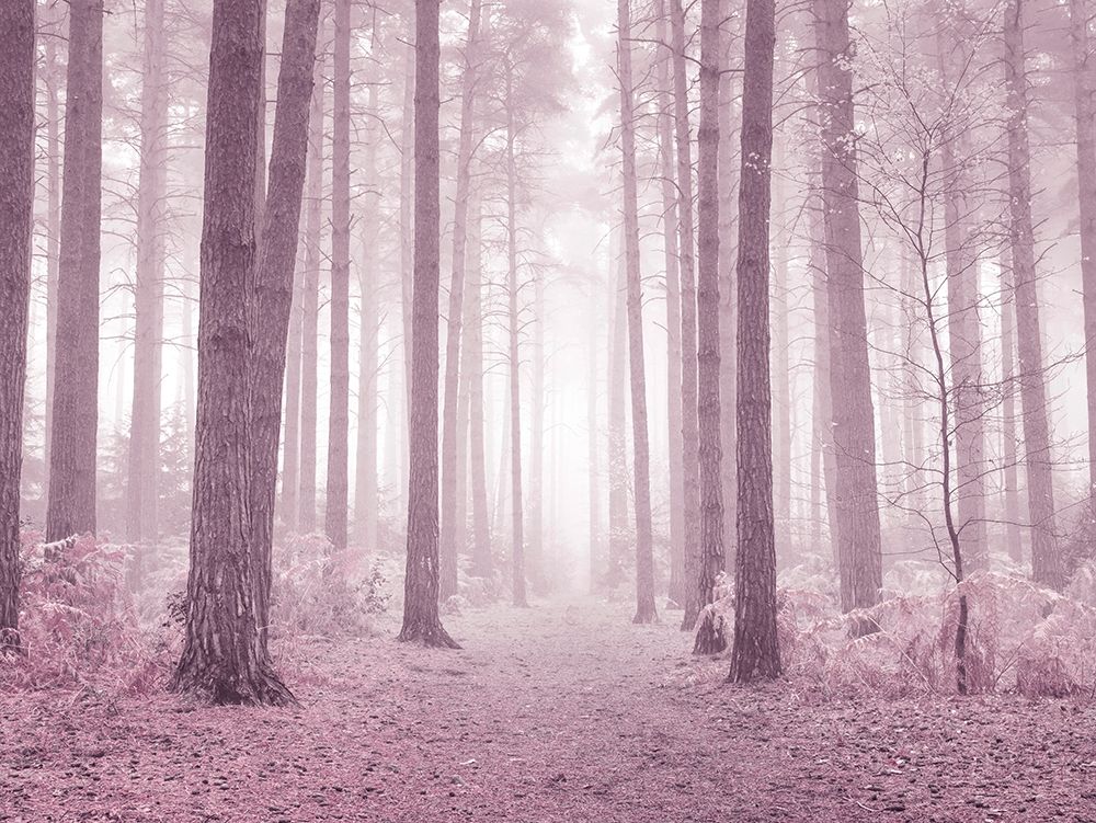 Misty trees in pink by Assaf Frank - Item # VARPDXAF20101116027C09