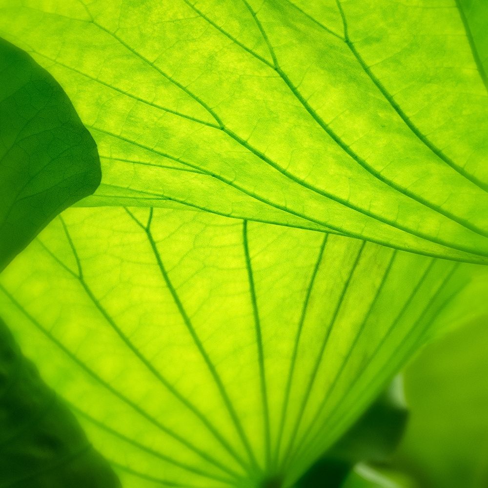 Vivid Green 2 Poster Print by Dianne Poinski # QPDSQ073B