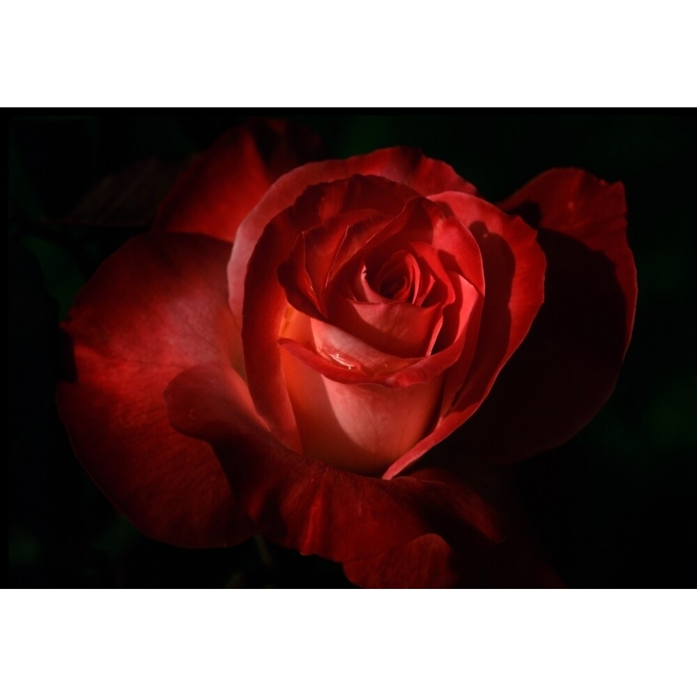 Posterazzi Dark Red Rose Poster Print
