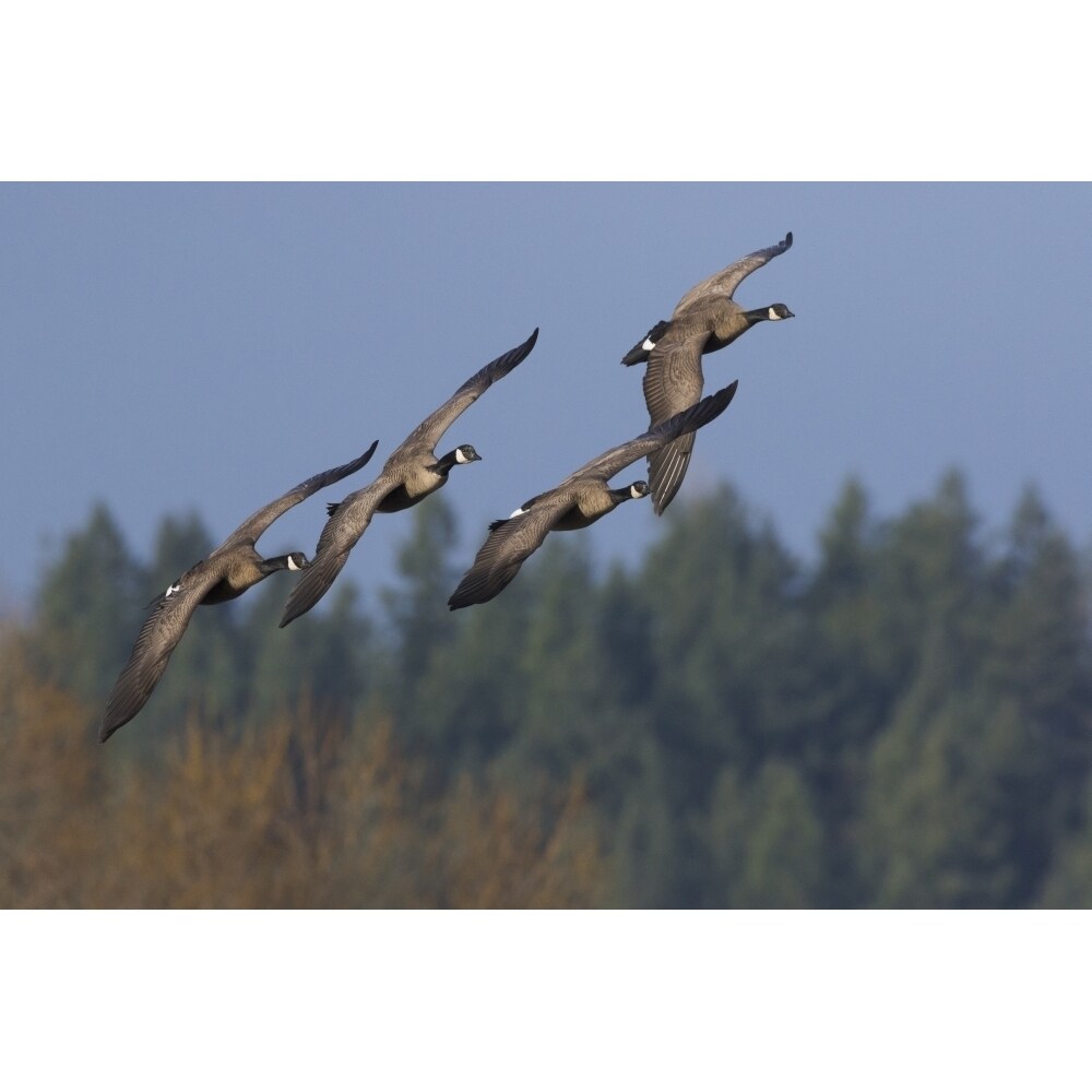 Posterazzi Greater Canada geese flying Poster Print by Ken Archer
