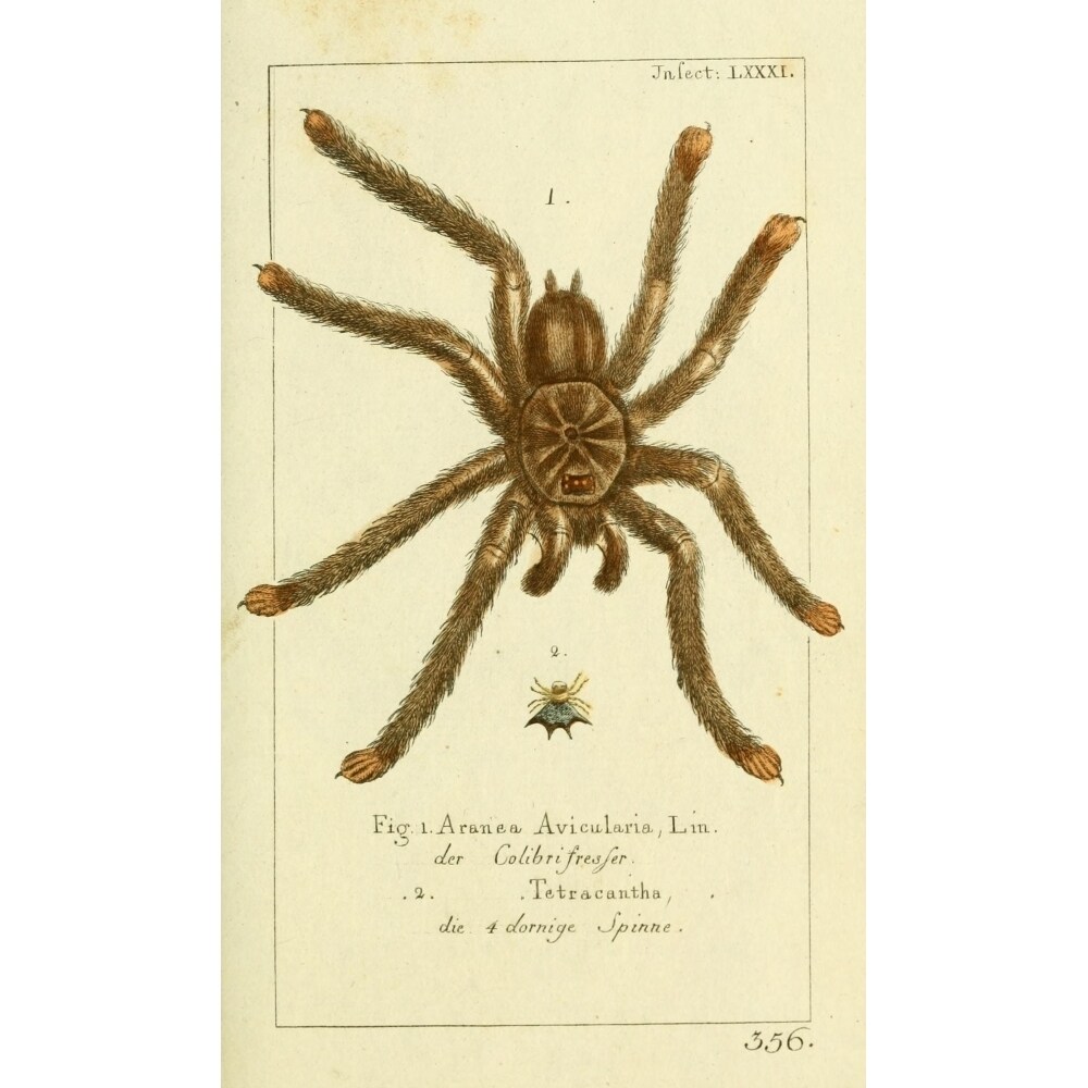 Posterazzi Naturgeschichte des Thierreichs 1780 Tarantula Poster Print by Daniel Sotzmann