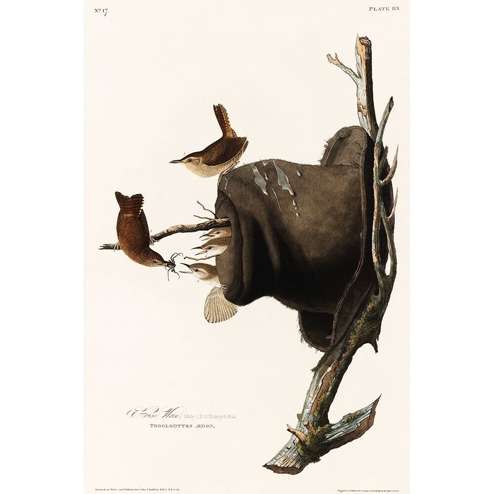 Posterazzi House Wren Poster Print by John James Audubon   53664