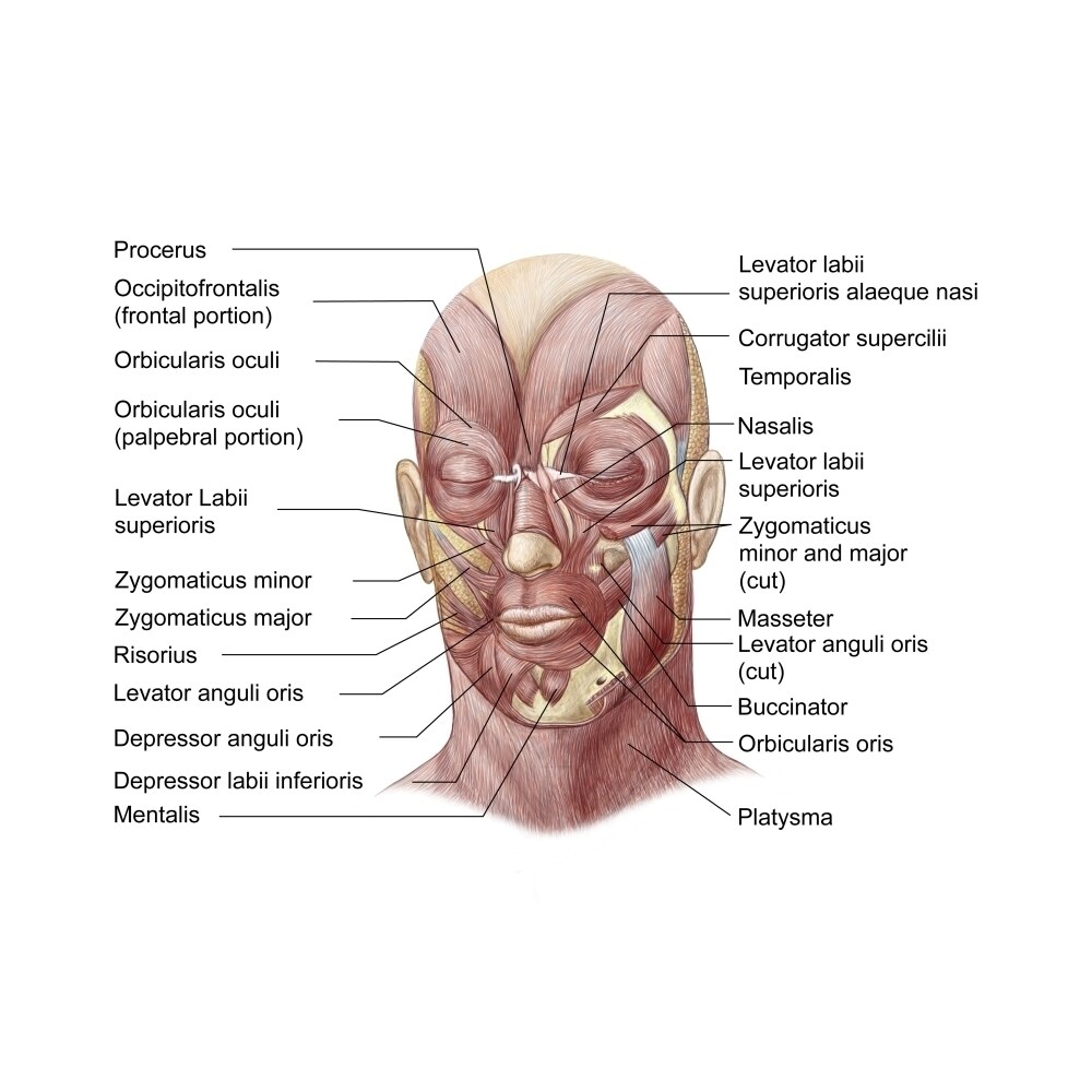 Posterazzi Facial muscles of the human face  Poster Print