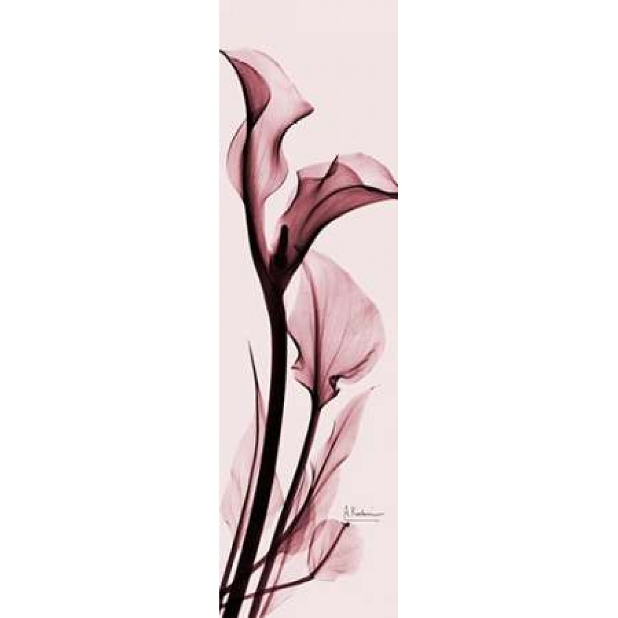 Posterazzi Calla Lily on Pink Poster Print by Albert Koetsier (8 x 24)