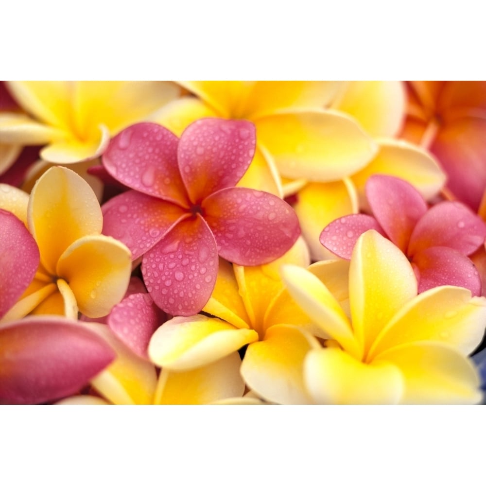 Posterazzi Close-Up Of Yellow And Pink Plumeria Flowers  Water Drops On Petals Poster Print