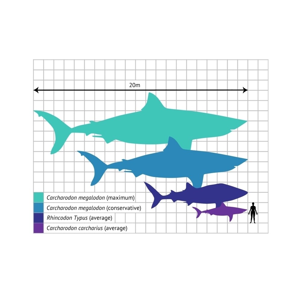Shark Size Comparison Poster Print By Gwen Shockeyscience Source