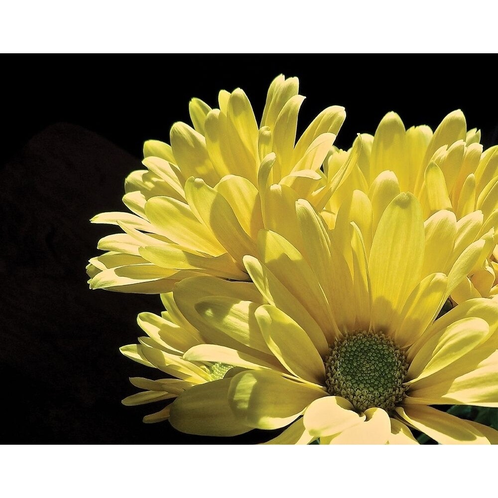 Posterazzi Yellow Daisy II Poster Print by Monika Burkhart