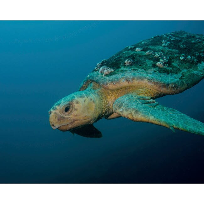 Posterazzi A loggerhead sea turtle off the coast of North Carolina Poster Print by Brent Barnes/Stocktrek Images