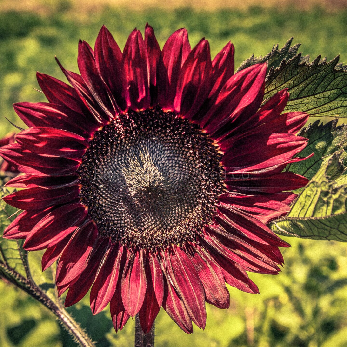 Chocolate Cherry sunflower seeds | MakerPlace by Michaels
