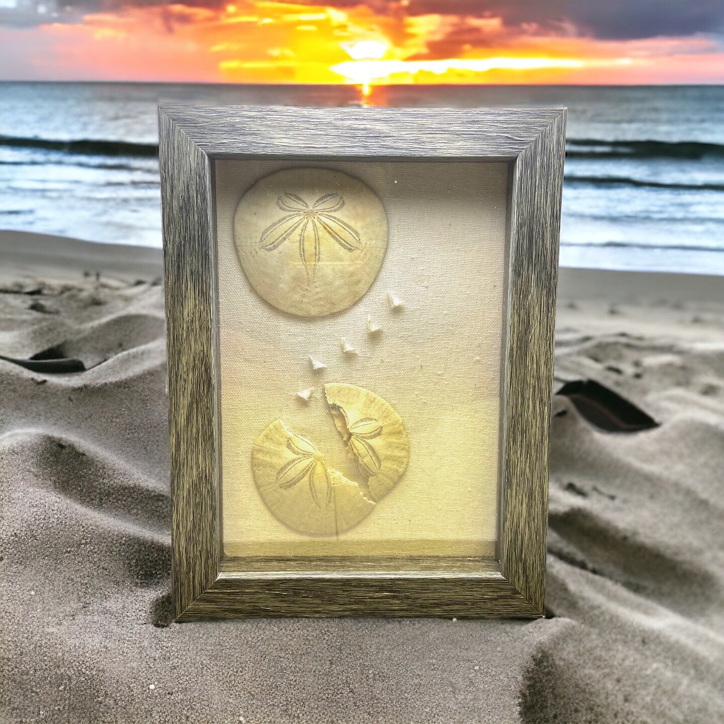 Legend of the sand dollar shadow box with authentic sand dollars