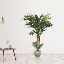 Set of 2: 7-Foot Golden Cane Areca Palm Trees, UV Resistant - Lifelike Outdoor &#x26; Indoor Decor, Floral Home by Artificial Flowers