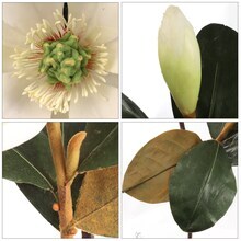 Real Touch White Magnolia Stem with Bud: Set of 6, 26-Inch Floral Home by Artificial Flowers
