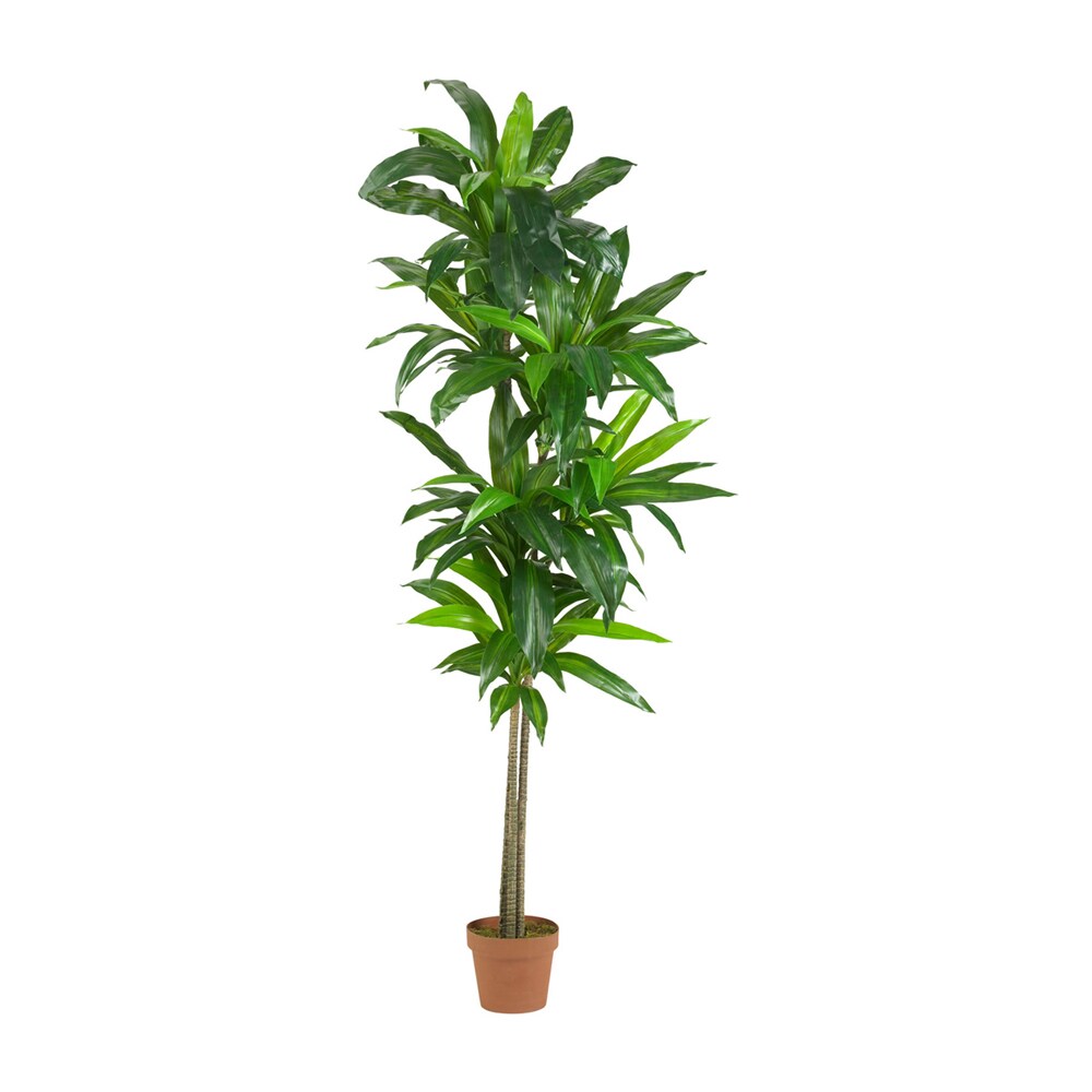 Nearly Natural   6 Dracaena Silk Plant - Real Touch