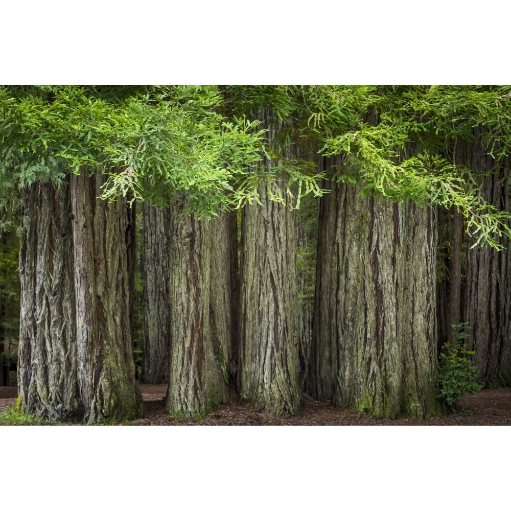 Usa California Jedediah Smith Redwoods State Park. Redwood Trees Scenic. Poster Print By Jaynes Gallery