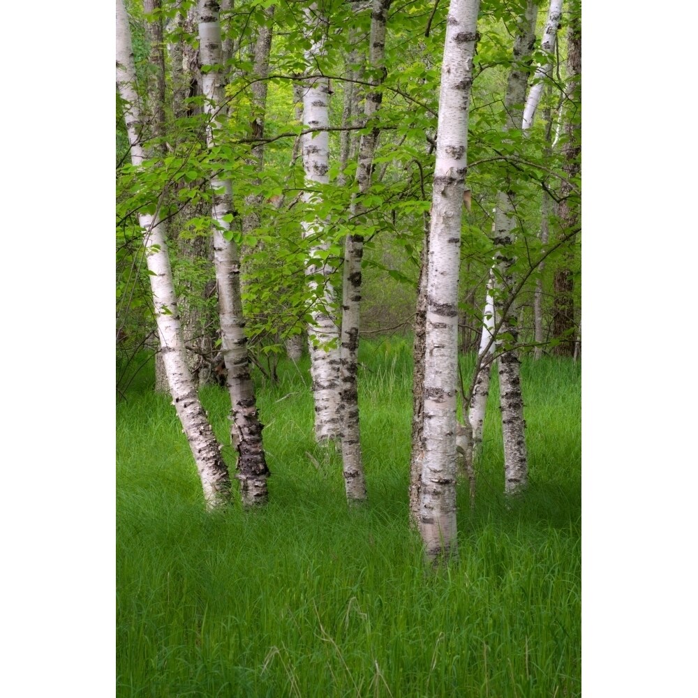 Birch Trees In The Great Meadow Acadia National Park Maine Usa Poster Print (36 X 12)
