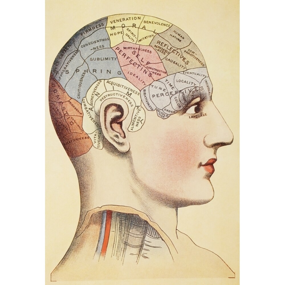 A Phrenological Map Of The Human Brain. From Virtues Household Physician Published London 1924. Poster Print
