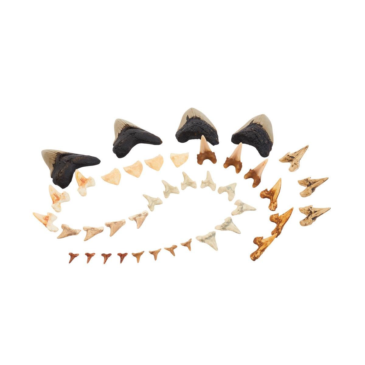Kaplan Early Learning Company Super Shark Teeth Set - 40 Pieces