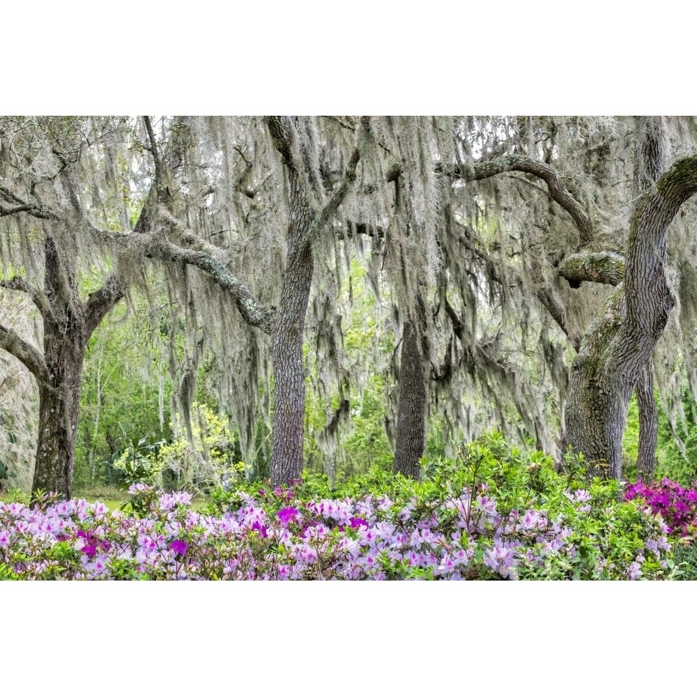 Pink Azalea Bush And Live Oak Trees With Spanish Moss Florida Usa Poster Print By Lisa Engelbrecht