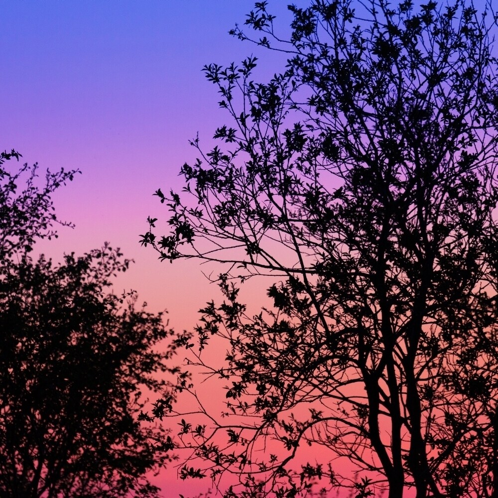 Sunset And Trees Reykjavik Iceland Poster Print (24 X 24)