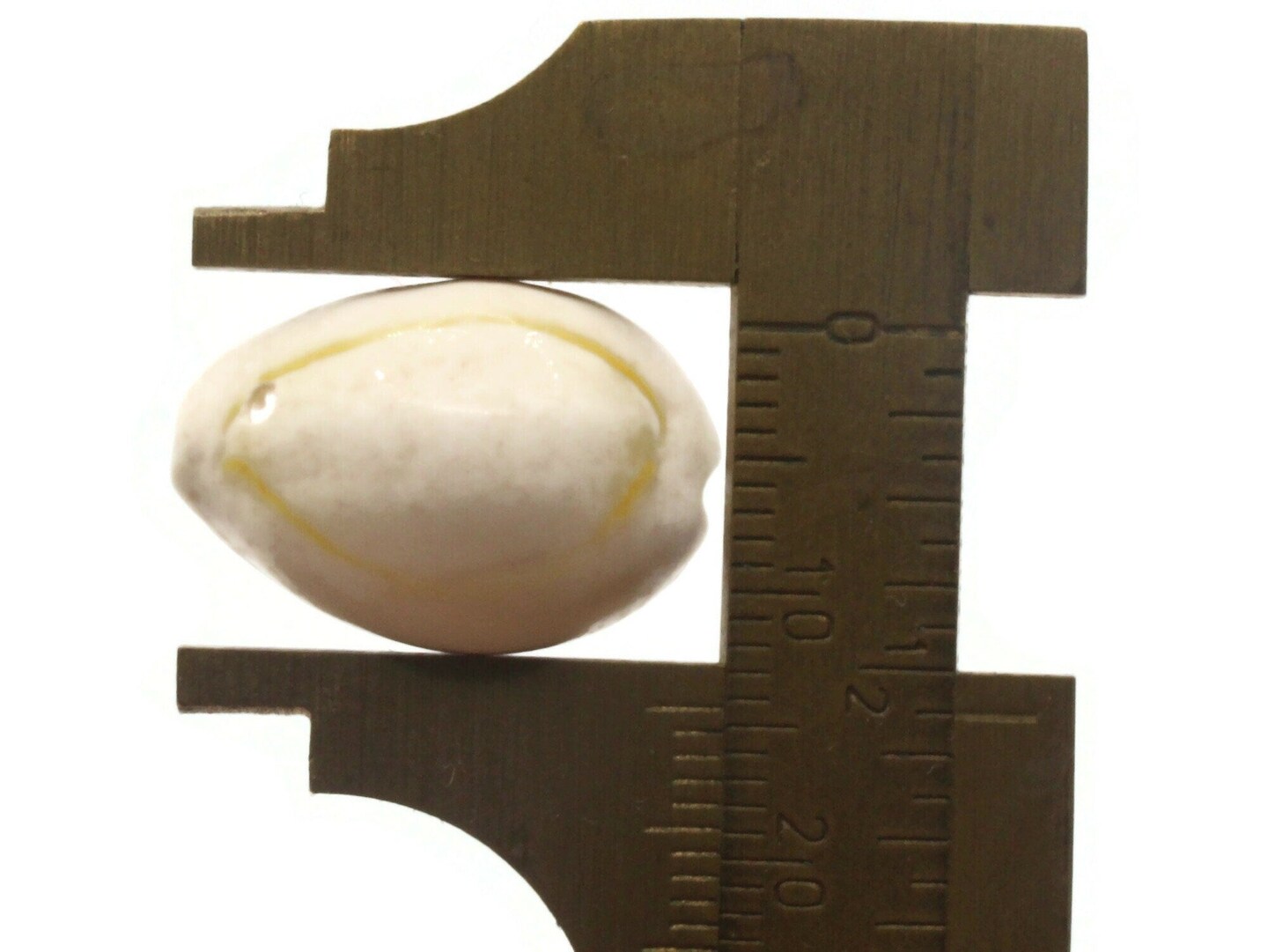 20 20mm White Cowrie Natural Seashell Beads bF2
