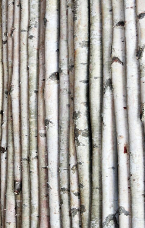 Wilson White Birch Poles 3, 4, 5, 6, 7, &#x26; 8 ft lengths